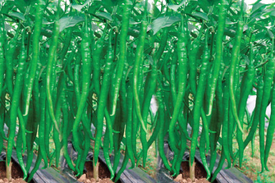 ANOKHI Hybrid Chilli Seeds | High Yield by TRS Seeds