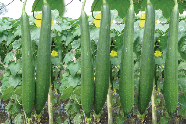 Sponge Gourd Seeds