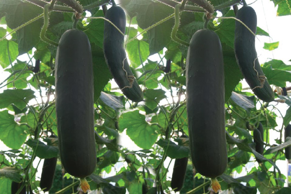 Cucumber Seeds