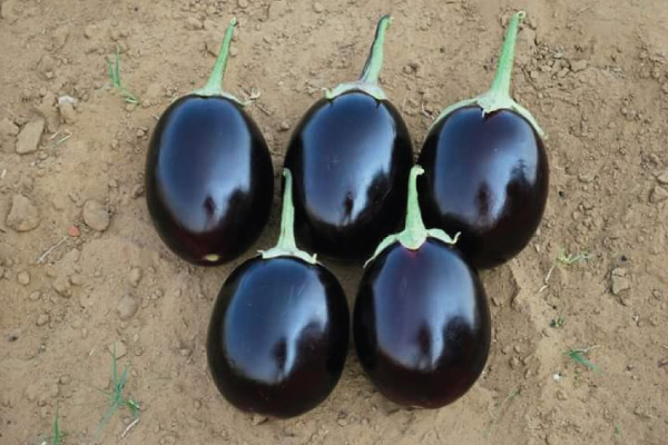 Brinjal Seeds