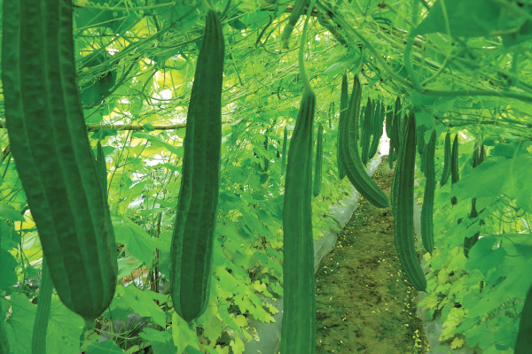 Ridge Gourd Seeds