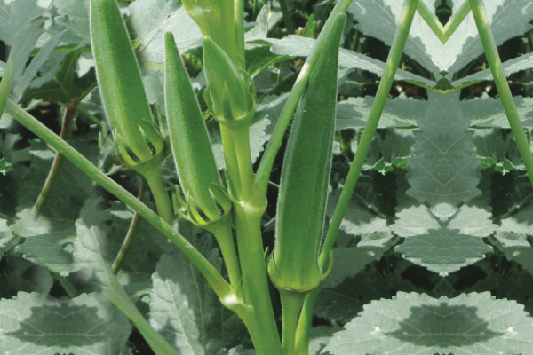 Okra Seeds