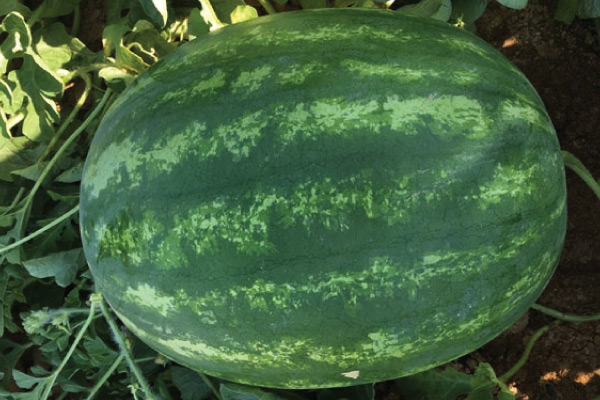 Watermelon Seeds