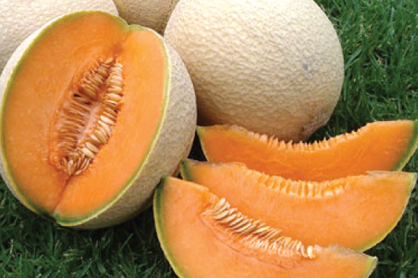 Musk melon Seeds