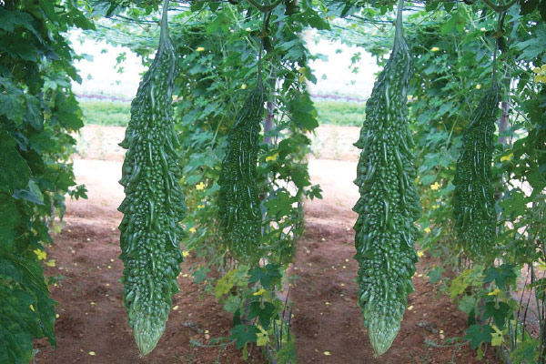 Bitter Gourd Seeds