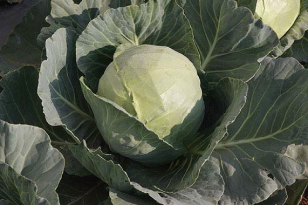 Cabbage