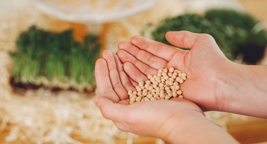 Hybrid or Non-Hybrid Seeds