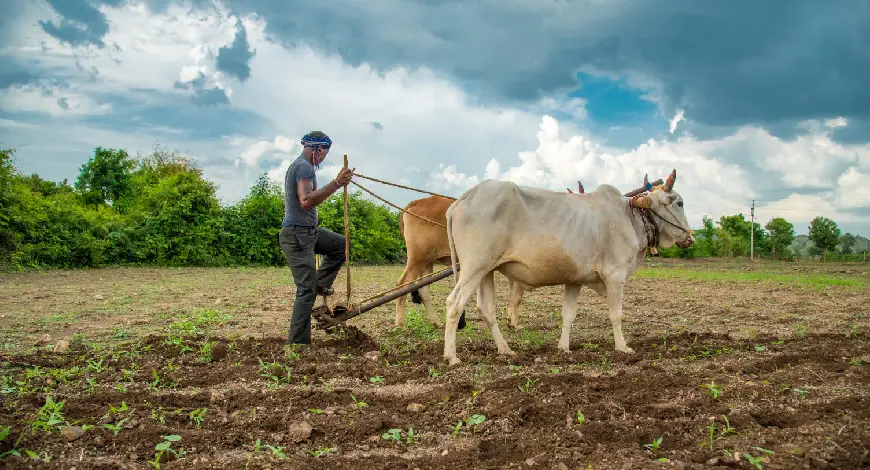 Future of Indian Agriculture