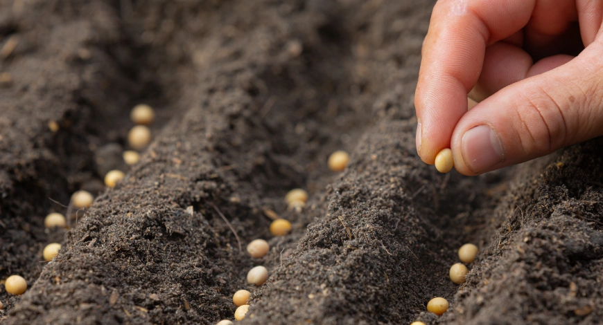 Find the Best Hybrid Seeds