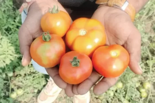 Tips for Hybrid Tomato Seeds