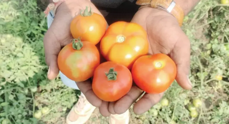 Tips for Hybrid Tomato Seeds