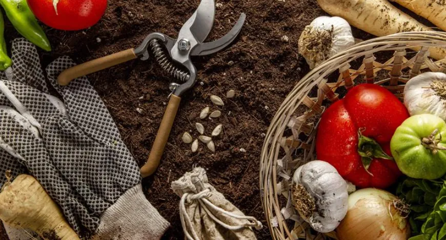 Certified Vegetable Seeds