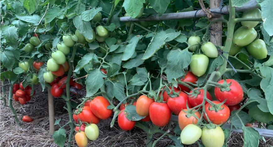 Hybrid Tomato Seeds