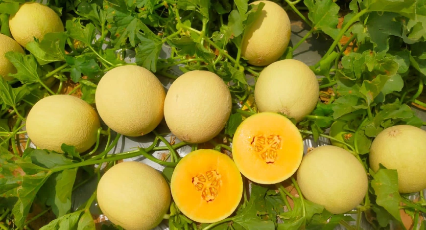 Hybrid Muskmelon Seeds