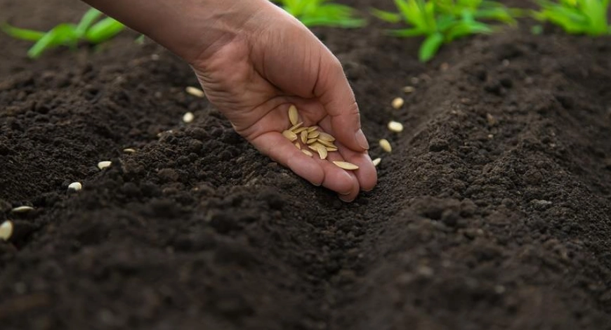 F1 Hybrid Seeds Producer in India