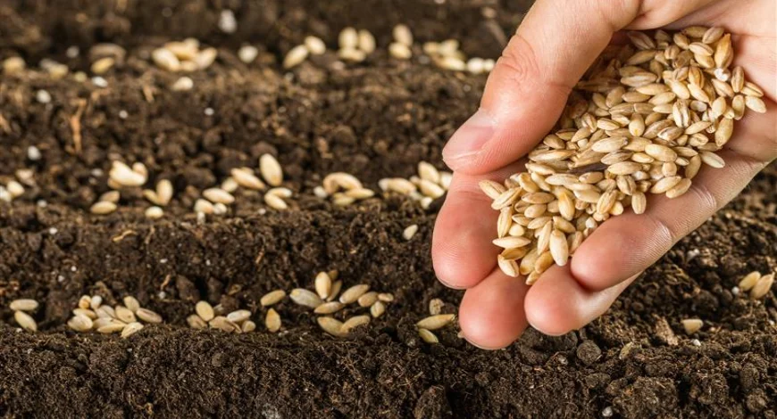Field Crop Seeds Supplier