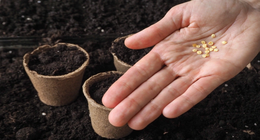 best hybrid seed company in India