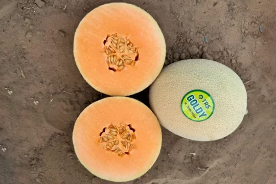 Best Muskmelon Varieties in India