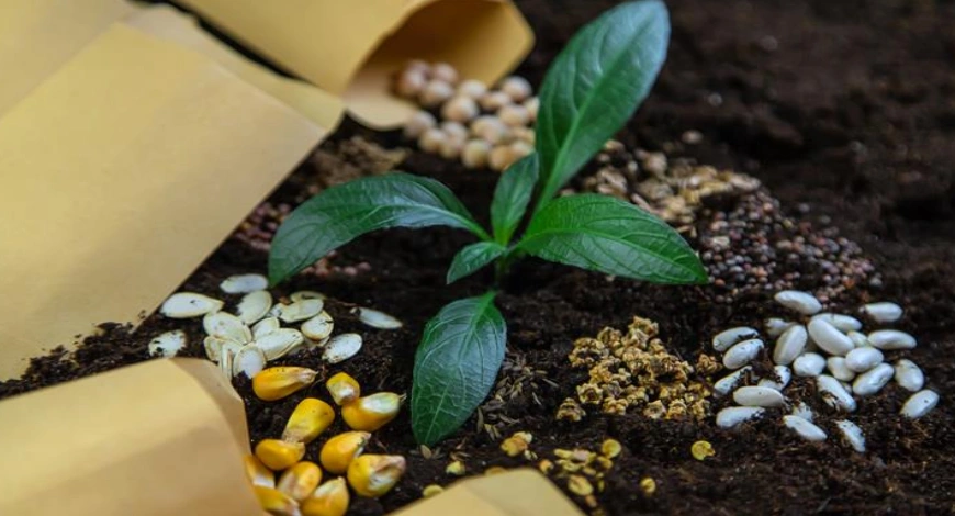 F1 Hybrid Seeds Producer in India