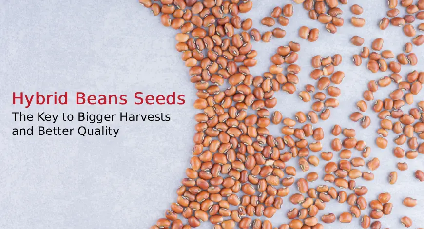 Hybrid Beans Seeds