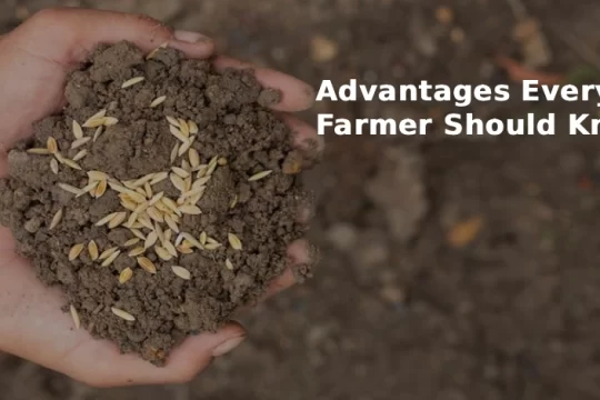 Hybrid Seeds in Indian Agriculture