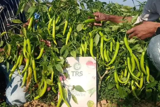 Most Trusted Hybrid Seeds Companies in India