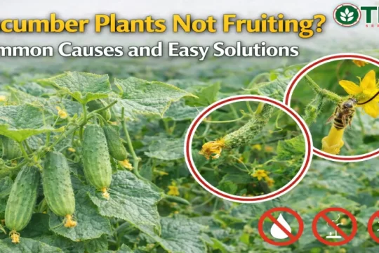 cucumber Plants not fruiting