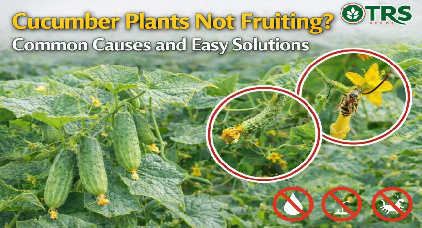 cucumber Plants not fruiting