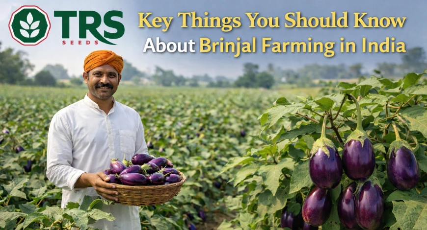 Hybrid Brinjal Seeds