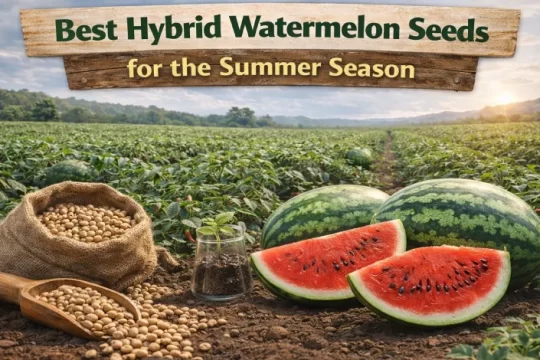 Hybrid Watermelon Seeds