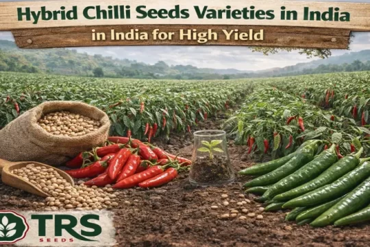 Hybrid Chilli Seeds in India