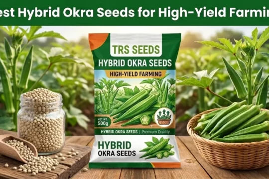 Hybrid Okra Seeds