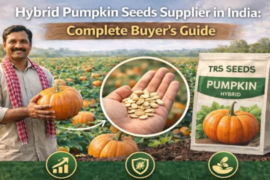 Hybrid Pumpkin Seeds