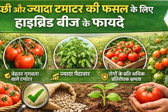 टमाटर हाइब्रिड बीज के फायदे