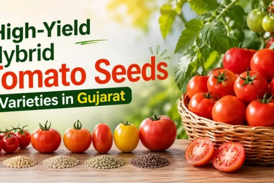 Hybrid Tomato Seeds Varieties