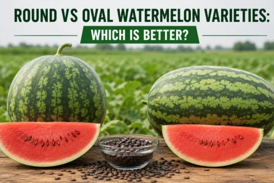 Round vs Oval Watermelon Varieties