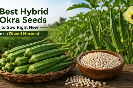 Hybrid Okra Seeds for Diwali Harvest