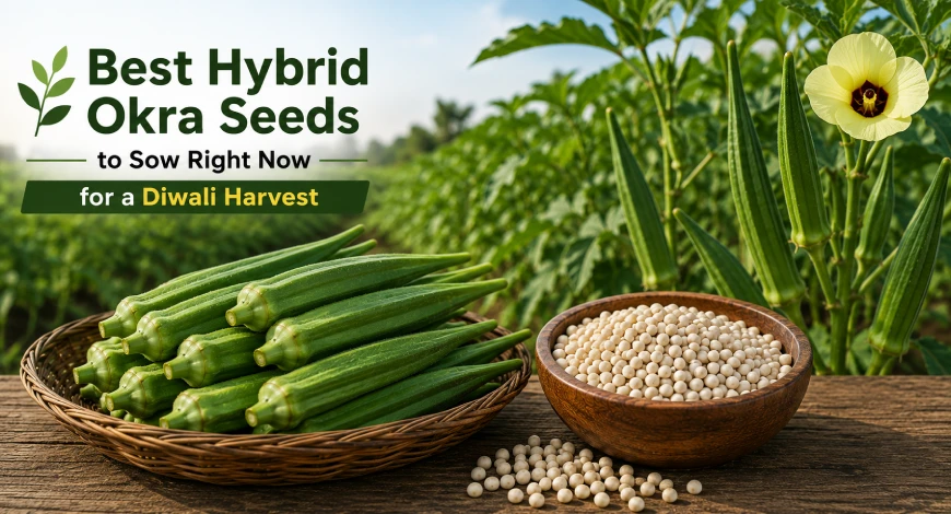 Hybrid Okra Seeds for Diwali Harvest