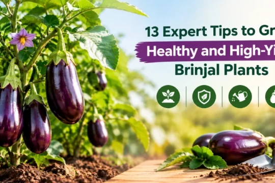 Tips to Grow Healthy Brinjal Plants
