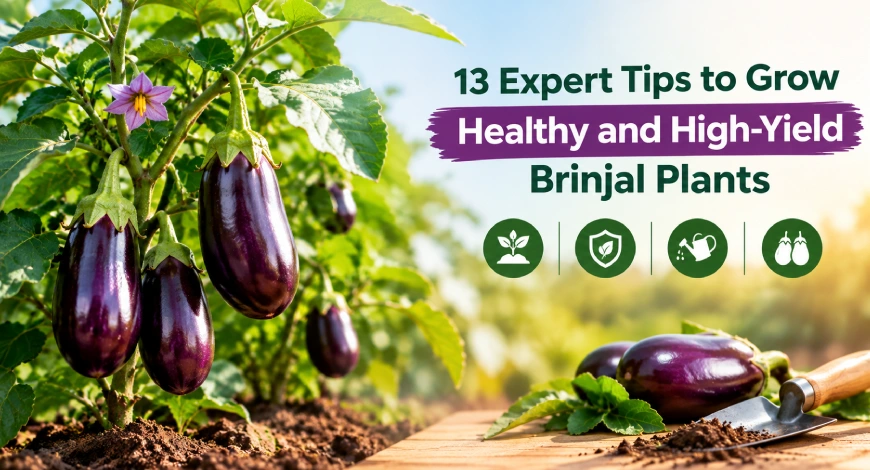 Tips to Grow Healthy Brinjal Plants